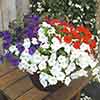 Petunia Patriotic Mix