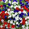 Petunia Patriotic Mix