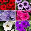 Surfinia Petunia Collection Surfinia Petunia Collection
