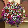 Surfinia Petunia Collection Surfinia Petunia Collection