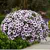 Surfinia Petunia Collection Surfinia Petunia Collection