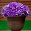 Surfinia Petunia Collection Surfinia Petunia Collection
