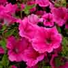 Surfinia Petunia Collection Surfinia Petunia Collection