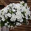Surfinia Petunia Collection Surfinia Petunia Collection