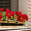 Geranium Decora Balcony Red