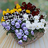 Trailing Hardy Pansy Fragrant Waterfall