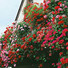Trailing Balcony Geranium Decora Collection