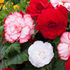 Begonia Majestic Romance Mix