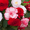 Begonia Majestic Romance Mix