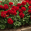 Geranium Summer Lovers Dark Red