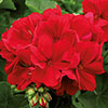 Geranium Summer Lovers Dark Red
