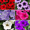 Surfinia Petunia Collection