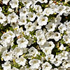 Surfinia Petunia Collection