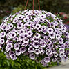 Surfinia Petunia Collection