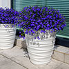 Lobelia Royal Blue Lobelia Royal Blue