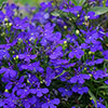 Lobelia Royal Blue Lobelia Royal Blue