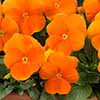 Viola Pumpkin Mix