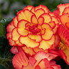 Begonia On Top Sun Glow