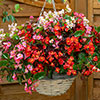 Begonia semperflorens Hula Mixed