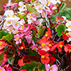 Begonia semperflorens Hula Mixed