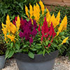 Celosia First Flame Mixed