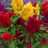 Celosia First Flame Mixed