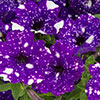 Petunia Night Sky