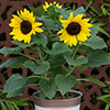 Sunflower Sunsation Yellow