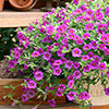 Calibrachoa Million Bells Collection