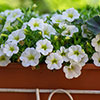 Calibrachoa Million Bells Collection