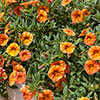 Calibrachoa Million Bells Collection