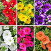 Calibrachoa Million Bells Collection