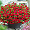 Calibrachoa Million Bells Collection