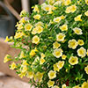 Calibrachoa Million Bells Collection
