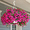 Calibrachoa Million Bells Collection