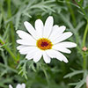 Marguerite Grandaisy Collection