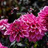 Dahlia Gardenetta Collection