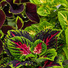 Coleus Kong Collection