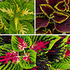 Coleus Kong Collection