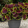 Coleus Kong Collection