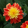 Dahlia Dalina Maxi Fireball