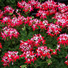 Geranium Summer Twist Collection