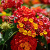 Lantana Passion Fruit