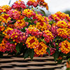 Lantana Passion Fruit