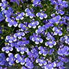 Lobelia Infinity Blue Sparkle Lobelia Infinity Blue Sparkle