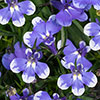 Lobelia Infinity Blue Sparkle Lobelia Infinity Blue Sparkle