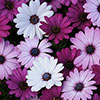 Osteospermum Akila Berries and Cream Mix