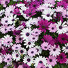 Osteospermum Akila Berries and Cream Mix