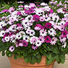 Osteospermum Akila Berries and Cream Mix