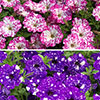 Petunia Pink and Night Sky Collection